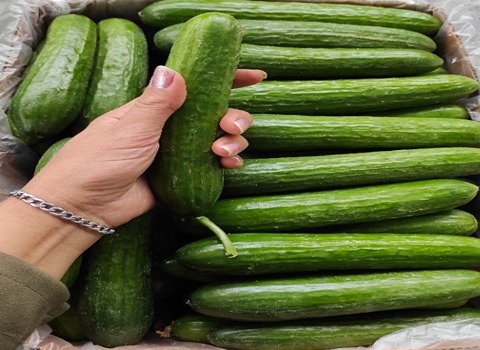تصویر 4 از خرید و فروش خیار گلخانه ای یزد با شرایط فوق العاده